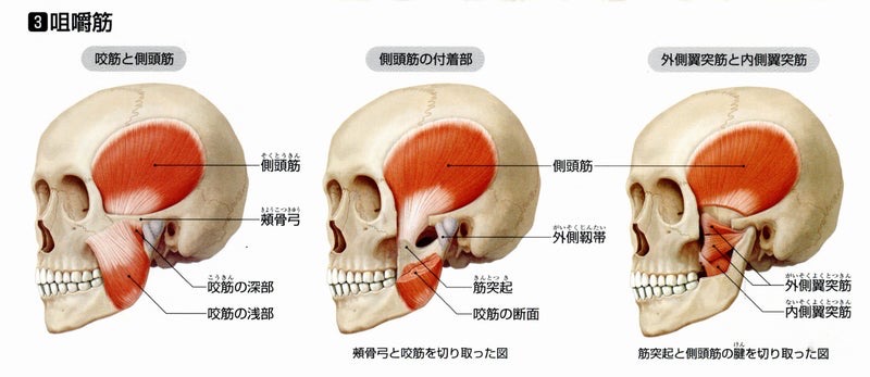 くいしばり